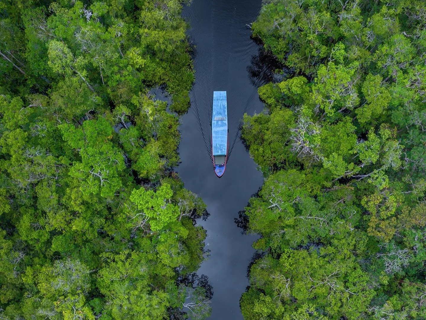 Scoring Birds and Primate Exploration