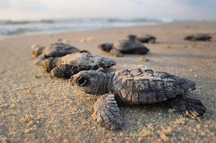 Explore and Feeling Olds Story Of Tanjung Lokang  Package Tour